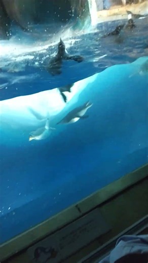 ペンギンたちが一斉に泳ぎながら食事している時間をお楽しみに下さい！#short #ペンギン #かわいい