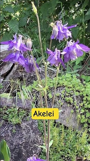 Akelei, ausdauernde, krautige Staude aus der Familie der Hahnenfußgewächse