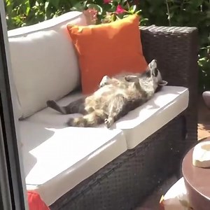 40K views · 1K reactions | Living the life..... | Roar Wildlife News | Facebook