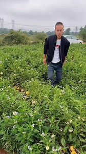 19K views · 76 reactions | A Strange Fruit Found In China #fruit #usa #food #fruits #farming | Gate 1fact | Facebook