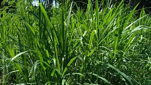 Close up Pennisetum purpureum (Cenchrus purpureus Schumach, Napier grass, elephant grass, Uganda grass, kolonjono, suket gajah) with ntural background. A giant tropical grass.