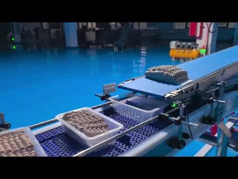 Minced Meat Production Line | Automatic Meat Grinding & Mixing System