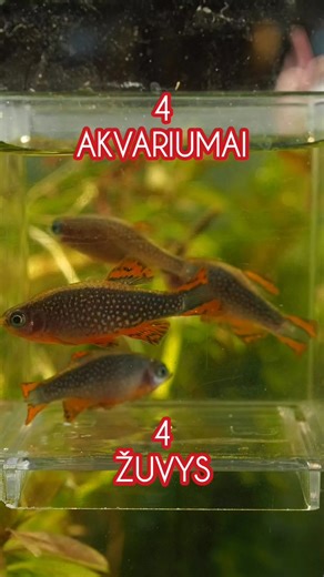 7.3K views · 52 reactions | 4 akvariumai 4 žuvys | Akvariumistas | Facebook