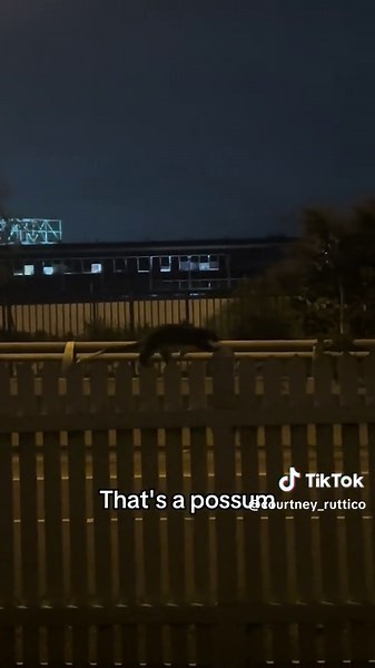 Convincing Your Non-Aussie Friend About Possums