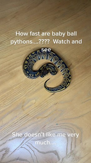 Ball Python Snake Bite - How Fast is a Python?