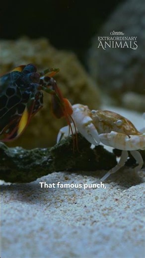 Peacock Mantis Shrimps can Punch at 80km/h!