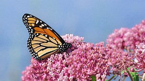 Planting Milkweed Might Be the Most Important Thing You Do This Fall