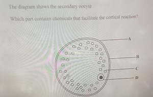 The diagram shows the secondary oocyte.Which part contains ch... | Filo