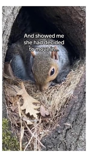 349K views · 10K reactions | Saved a squirrel got a neighbor #animals #wholesome | StoryTime | Facebook