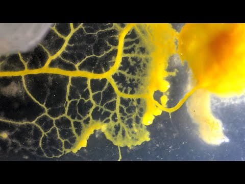 The BLOB cell cycle- Physarum polycephalum