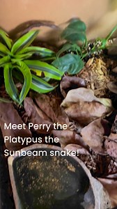 1.1K views · 7 comments | Feeding time for Perry the Platypus the Sunbeam snake! #snakesofinstagram #buckeyeanimalrescue #rescuedismyfavoritebreed #adoptdontshop #rescue #snakerescue #RescueSnake #sunbeamsnake #irridescent #livefeeding | BARK | Facebook
