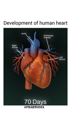 PharmVista Official on Instagram: "The development of the human heart is a rapid and highly coordinated process that begins early in embryonic life. Around the third week of gestation, the heart starts as a simple tubular structure. Through continuous growth, looping, and differentiation, this basic tube gradually transforms into a complex four-chambered organ by the eighth week. This early development is crucial because the heart becomes the first functional organ, ensuring the supply of oxygen