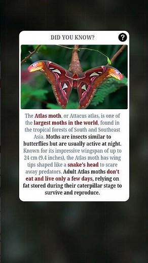 World’s Largest Moth That Doesn’t Eat At All!