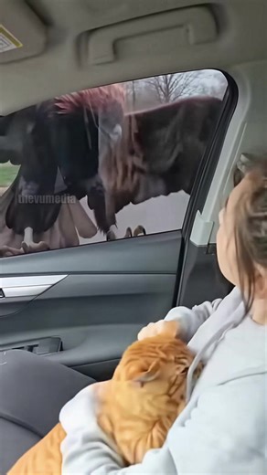 An orange tabby cat makes a frantic dash for safety as a massive golden eagle gives chase down a suburban street. In a dramatic escape, the cat leaps through an open car window, finding refuge on a woman's lap. The eagle, relentless in its pursuit, lands aggressively on the car's side-view mirror, staring menacingly into the vehicle. The terrified woman quickly rolls up the window, sealing the car and leaving the predator to watch from outside. | Vu Tv