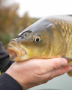 BIN your pole pots! This is the way to catch MORE when the water starts to cool... Check out the FULL VIDEO over on the Matrix YouTube Channel. | Fish Matrix