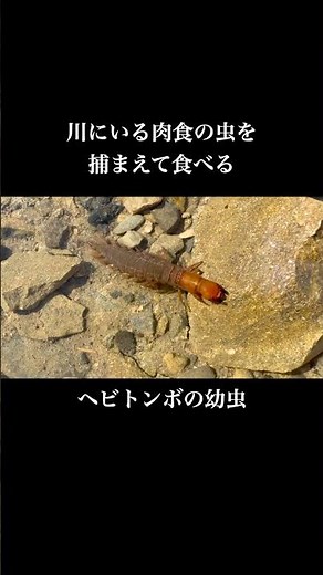 【ざざ虫】ヘビトンボの幼虫を捕まえて食べる ＃shorts #昆虫 ＃昆虫食