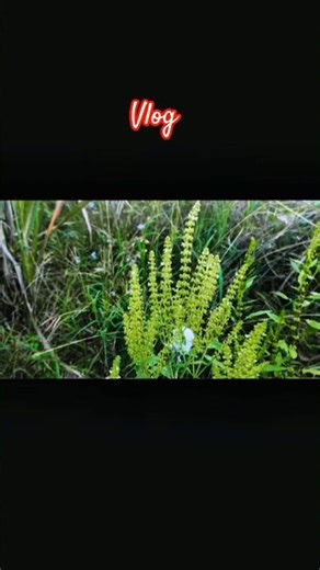 daily mini vlog #vlogindia #trending