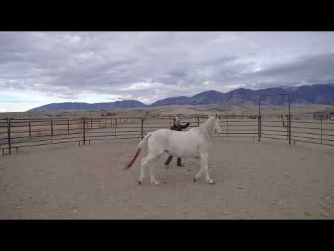 How to Start Liberty Training: My First 5 Essential Steps