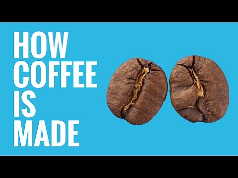 How Your Coffee is Made