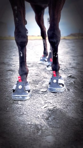 16 reactions | Do you want your horse to step out in both style and...