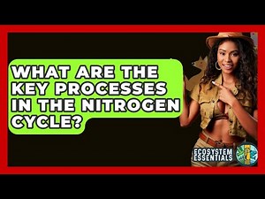 What Are The Key Processes In The Nitrogen Cycle? - Ecosystem Essentials