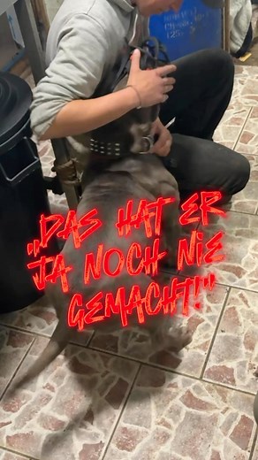 Immer mehr aggressive Hunde landen im Tierschutz, in Hundeschulen oder auch in der Betreuung. Doch welche Auslöser gibt es für übersteigerte Aggression – und warum werden immer mehr Hunde verhaltensauffällig? Diese sowie Fragen zum Umgang und zur Prävention klärt unser neues Webinar: 🗓️ Sonntag, 25.05.25 ⏰ 19:00 – 21:00 Uhr 🎟️ Tickets: 40 € zzgl. Gebühren – Link dazu in der Story 🎥 inklusive Aufzeichnung & Teilnahmebescheinigung Wir freuen uns auf einen spannenden Abend mit euch! 🤘🏼 | Hellh