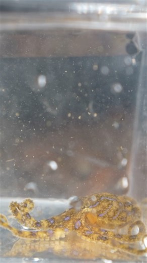 Miller Wilson on Instagram: "Meet the one of the most venomous creature on Earth, the Blue-Ringed Octopus! ‼️ The only animal more venomous than the one I’m holding right now is the box jellyfish and both are found here in Australia. With so much of our ocean still undiscovered, I can’t help but wonder if there are even more venomous creatures out there, swimming around right now, that we haven’t found yet. What are your thoughts? ⁉️ #wildlifephotography #blueringedoctopus #boxjellyfish #animals