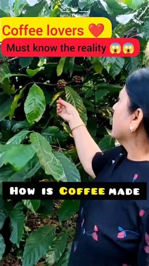 How Coffee Is Made | From Plant to Perfect Cup ☕ #shorts