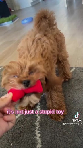 Cavapoo Puppy Plays with Adorable Bacon Toy