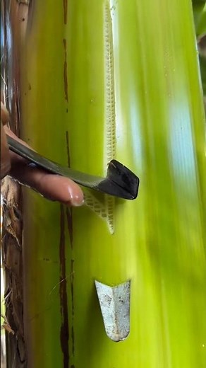 DIY Banana Stem Carving Art 🍌 | Amazing Skills