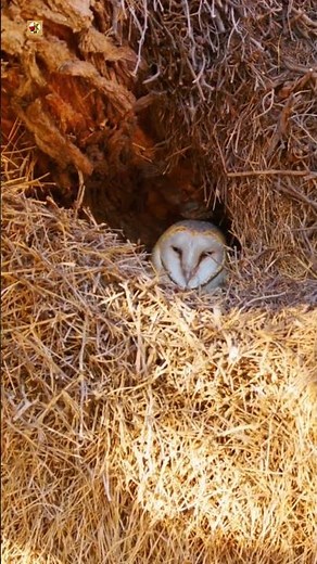Barn Owl Sounds (Barn Owl Inside Its Nest On A Tree)