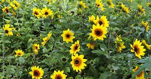Helianthus annuus | Dwarf Sunflowers or heliotrope flowers with golden-yellow petals, brown stained with a chocolate brown heart on branched stems