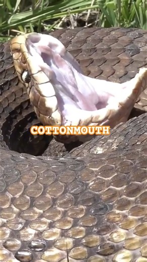 Face to Face with the D**DLY Cottonmouth! #snake #shorts