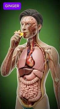 Ginger inside your body #GingerBenefits #GingerHealth #DigestiveHealth #GutHealth #NaturalMedicine