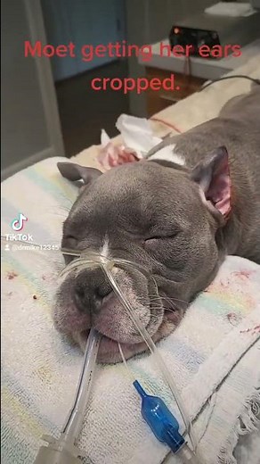 Pitbull ear cropping surgery(1) by Dr. Michael Thomann