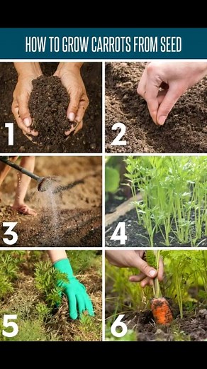 12 reactions · 9 comments | How to Grow Carrots from Seed: A Simple...