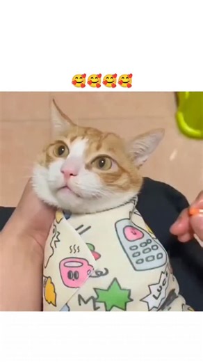 education.decodee on Instagram: "- The video depicts a person wrapping a cat in a towel, forcing a pill into its mouth, and vigorously shaking its head to induce swallowing, appearing to cause visible distress to the animal. - Posted by @AMAZINGCATSS, a cat-focused account with 1M+ followers, it amassed 1.3M views and 12K likes but drew 588 heated replies condemning it as animal cruelty and suggesting humane alternatives like pill pockets or water syringes. - Veterinary sources, including VCA An
