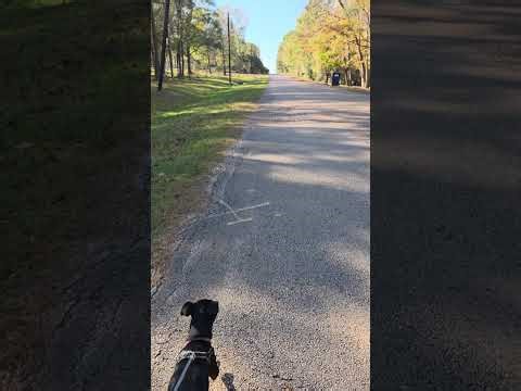 WALK + TALK w Kage-maru