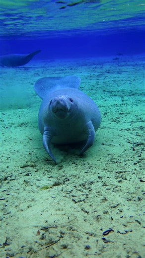 Explore Manatees in Florida Springs