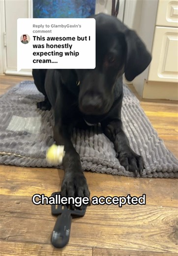 Mastering the Spatula Trick with Dogs