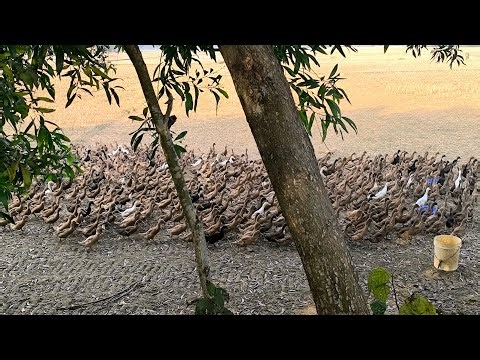 Hungry ducks party in field! 🦆🌾🍚