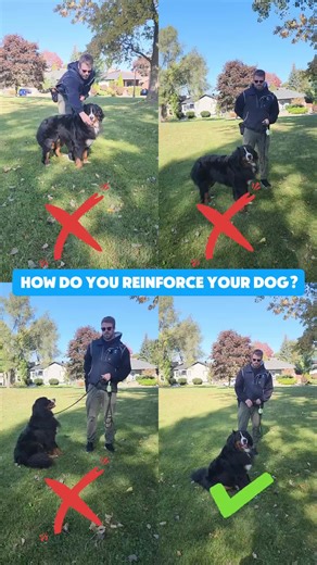 If you’re wondering how to properly reward your dog during training, you’re not alone. In this video, we highlight three common mistakes people make when reinforcing their dogs, and show you the correct approach for creating a well-behaved and engaged dog. ❌ Top Left Corner: Shoving food in your dog's face won’t help, especially in stressful situations. It can overwhelm your dog and reduce the effectiveness of the reward. ❌ Top Right Corner: While this is close to being correct, notice the poor 