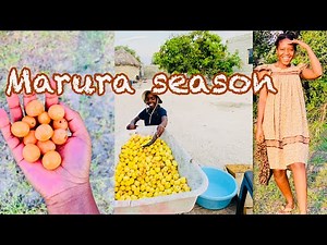 MARULA (How Marula beer is made) | Southern Africa | Alcoholic traditional drink | African YouTuber