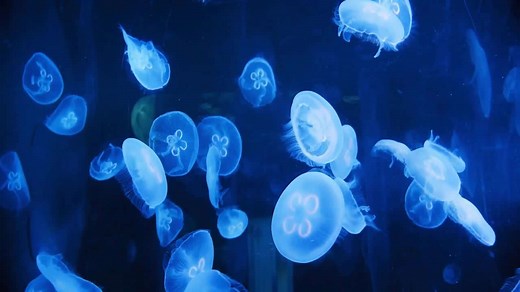 Jellyfish Up Close: Fascinating Underwater Footage