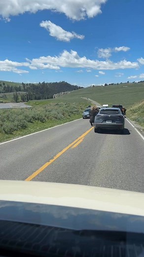 Bison live here, we are just visiting ❤️ | Courtney McCarthy