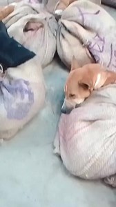 103K views · 1.2K reactions | Dog Market | Alfred Basumatary | Facebook