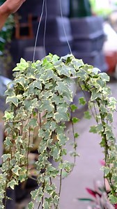 variegated english ivy ✨ so pretty!!! | Bm-Jov Garden Center
