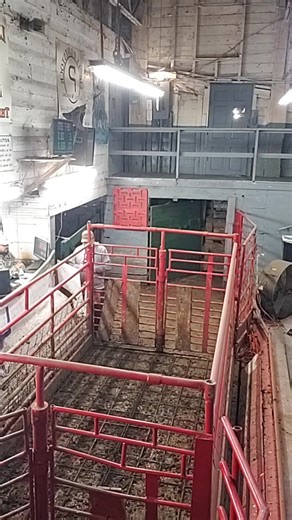 Low Country Livestock Exchange on Reels