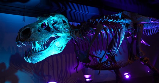'Sue: The T. Rex Experience' arrives at Museum of the Rockies