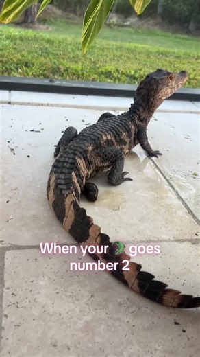 It looks so weird 🤢 #alligator #gator #🐊 #poop #crocodile | crocodiles